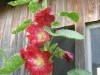 flower-tower