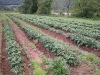 fullsunfarm_1