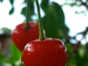 fullsunfarm_2-2
