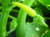 growing-squash