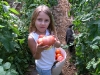 picking-tomatoes