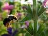 pollination