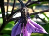 purple-flower