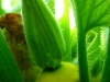 squash-flower