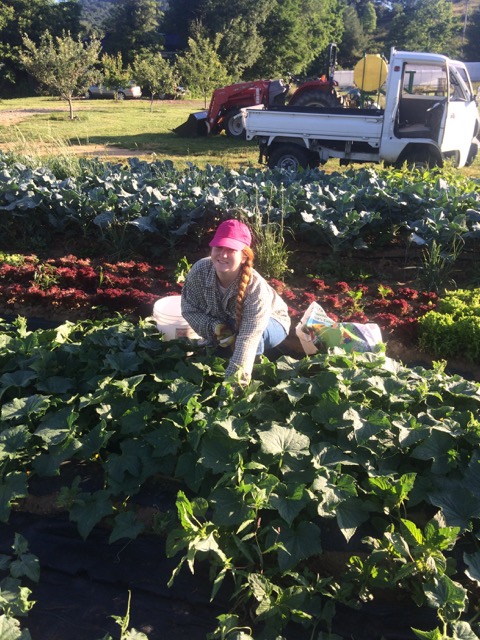 Jessica getting down with the cucumber harvest