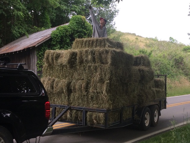 Lindsey atop one of a few loads of square bales.