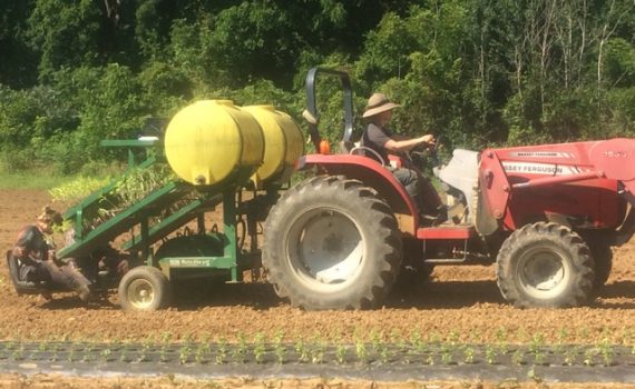 planting on full sun farm