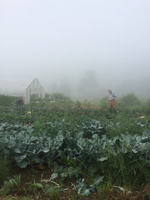 Jason harvesting on a fogging morning.