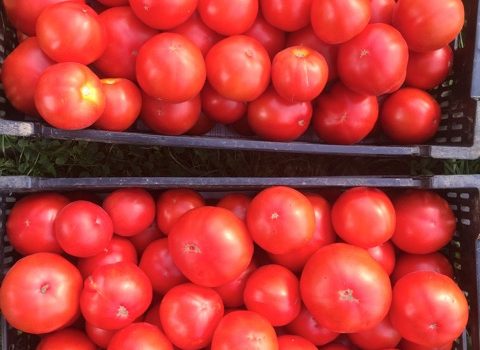 tomatoes from Full Sun Farm