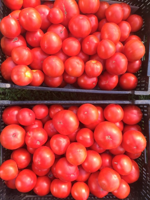 Tomato mania!