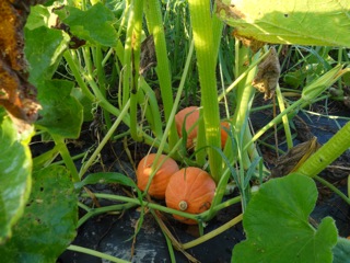 winter squash at Full Sun Farm