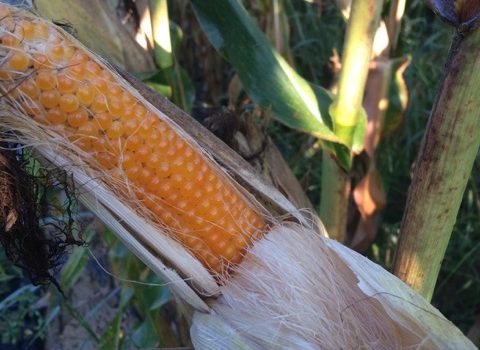 Full Sun Farm popcorn