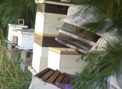Vanessa beekeeping at Full Sun Farm