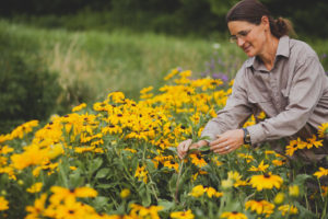 Tending the Black Eyed Susans.