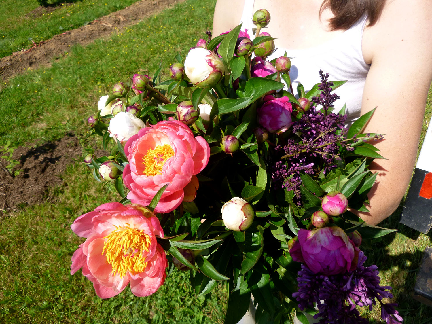 Full Sun Farm flowers