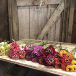Full Sun Farm zinnias