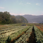 Full Sun Farm fields