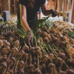 Full Sun Farm garlic