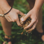 harvesting Full Sun Farm garlic