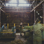 Full Sun Farm garlic storage