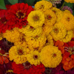 Full Sun Farm zinnias