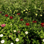 Full Sun Farm zinnias growing