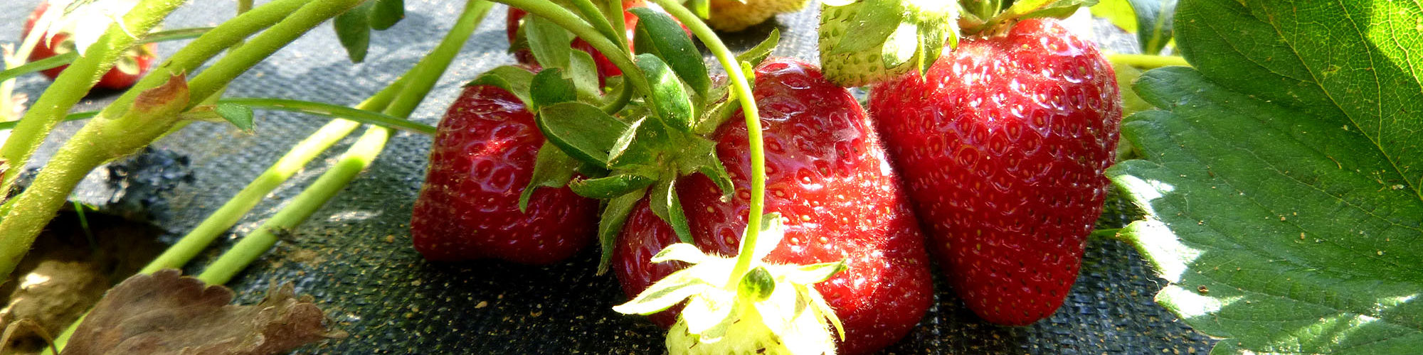 Strawberries grown on Full Sun Farm