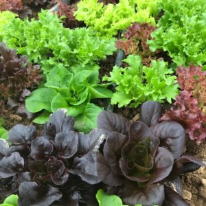aVeg: Lettuce Mix