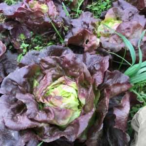 aVeg: Lettuce, Red Butter