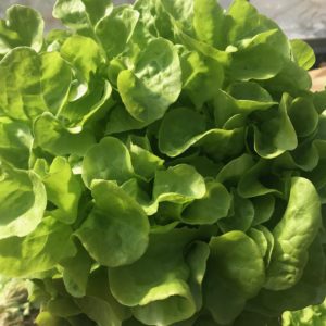 aVeg: Lettuce, Green Oak Leaf 'Panisse'