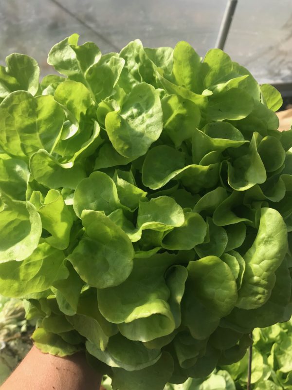 aVeg: Lettuce, Green Oak Leaf 'Panisse'