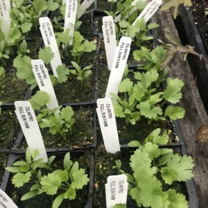 Plants: Herbs, Cilantro PLANT