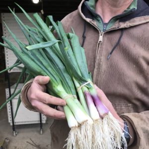 aVeg: Spring Onions