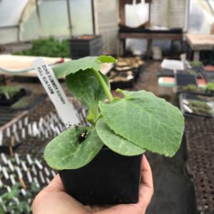 Plants: Summer Squash, Zucchini