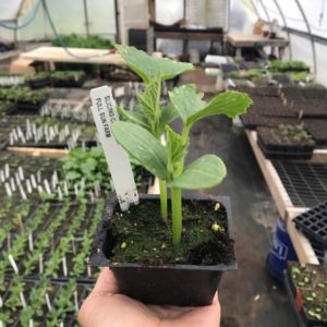 Plants: Cucumber, Slicing