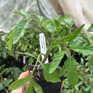 Plants: Tomato, Black Krim