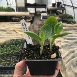 Plants: Summer Squash, Zephyr