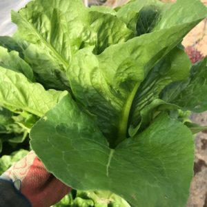 aVeg: Lettuce, Romaine