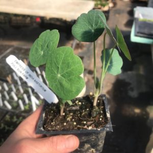 Plants: Flowers, Nasturtium, Empress of India