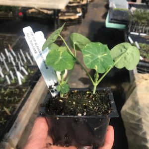 Plants: Flowers, Nasturtium, Tip Top Alaska Mix