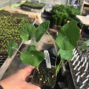 Plants: Flowers, Nasturtium Jewel Mix