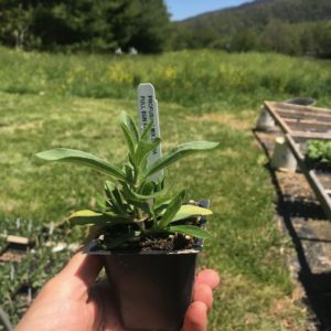 Plants: Flowers, Zinnias Profusion Mix 3 pack