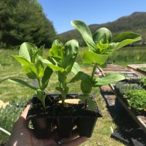 Plants: Flowers, Zinnias Benary's Giant 3 pack