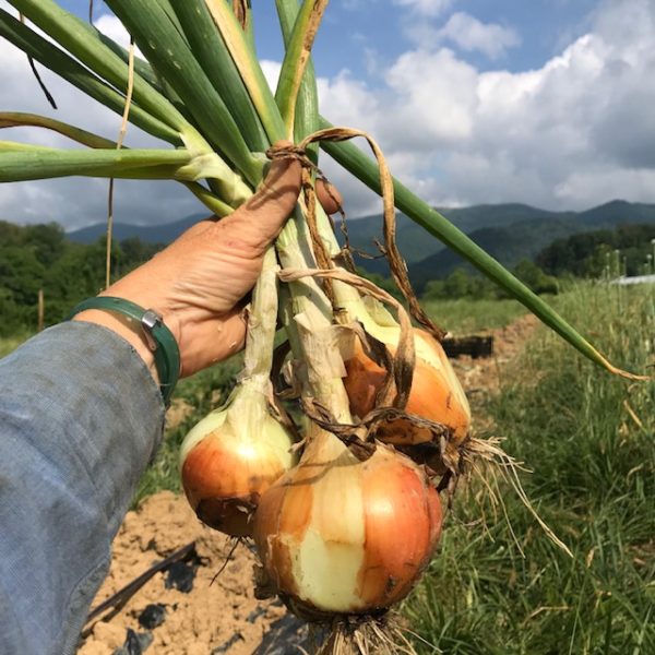 aVeg: Onions, yellow 1.75 lbs - Image 2