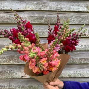 Flowers: Snapdragons- bunch of 8-10 stems