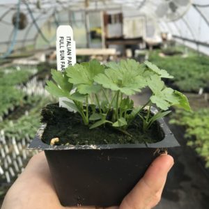 Plants: Herbs, Italian Parsley