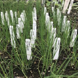 Plants: Herbs, Chives