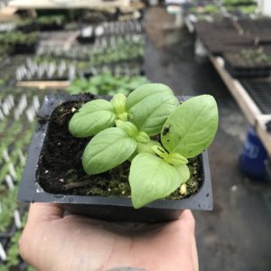 Plants: Herbs, Basil