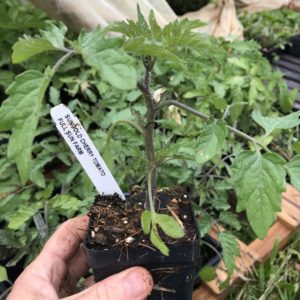 Plants: Tomato, cherry Sungold