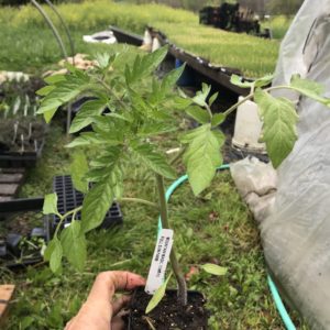 Plants: Tomato, Mountain Magic